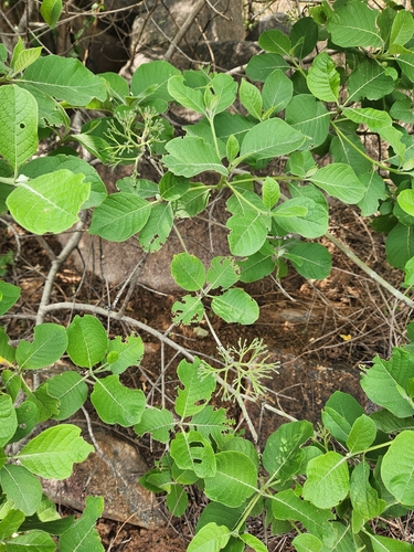 Pavetta indica observed 2026-07-26