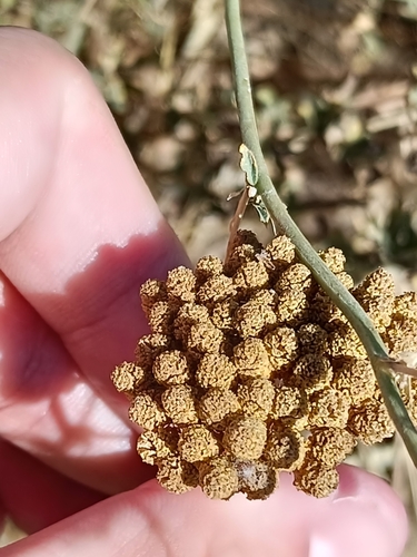 Achillea ageratum, photograph 4