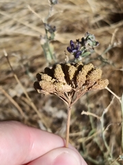 (c) Diego Rodríguez Hernández, some rights reserved (CC BY) Achillea ageratum, photograph (c) Diego Rodríguez Hernández, some rights reserved (CC BY)
