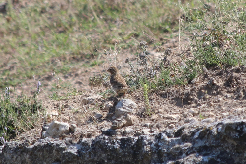 Corn Bunting