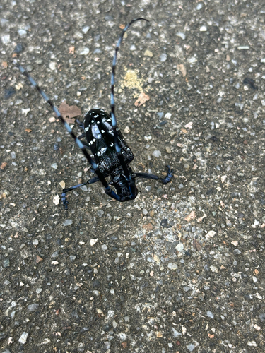 Citrus Longhorn Beetle