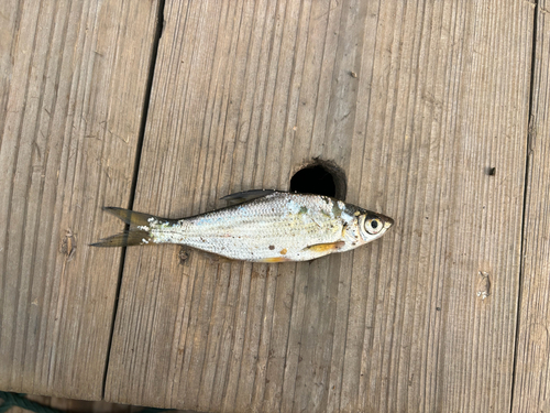 Large-eye Chinese Bream