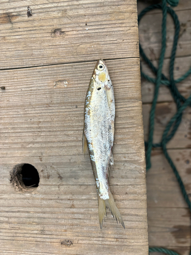 Swinhoes mesbuikvis (Toxabramis swinhonis) — Cyprinidae — 2