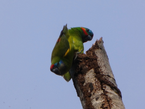 Double-eyed Fig Parrot (Cyclopsitta diophthalma), photo 4