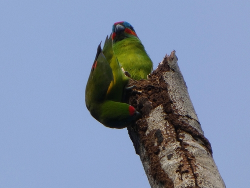 Double-eyed Fig Parrot (Cyclopsitta diophthalma), photo 5