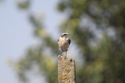 Northern Wheatear
