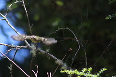 Vireo carmioli