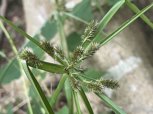 Cyperus cyperinus observed 2026-08-06