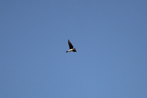 Bank Swallow