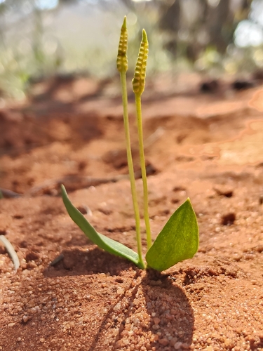 Ophioglossum polyphyllum observed 2026-08-04