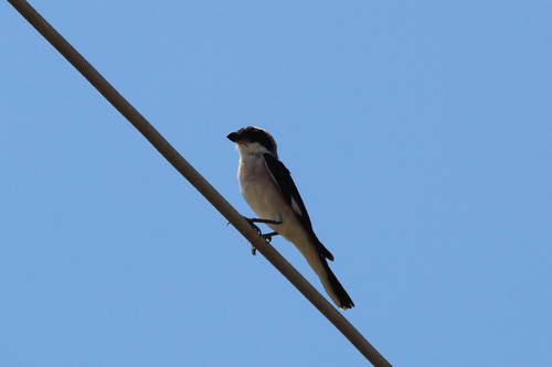 Lesser Grey Shrike