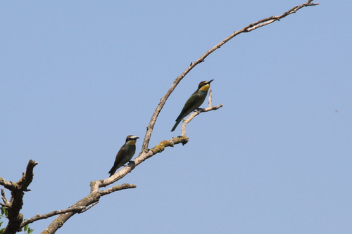 European Bee-eater