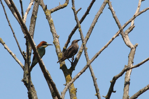 European Starling