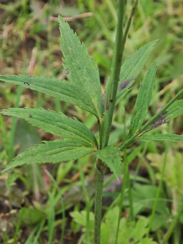 Eriocapitella rivularis, 2026-08-06
