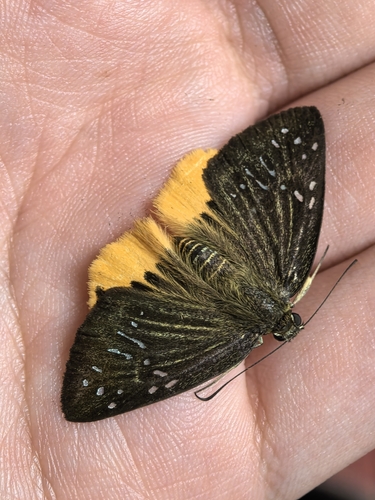Yellow Flat