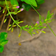 Clinopodium arkansanum, photograph (c) Michelle W. （鍾偉瑋）, some rights reserved (CC BY)