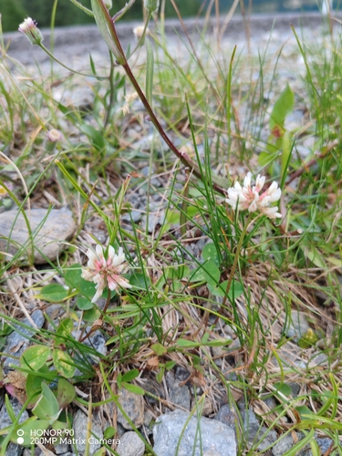 Trifolium pallescens, photograph 1