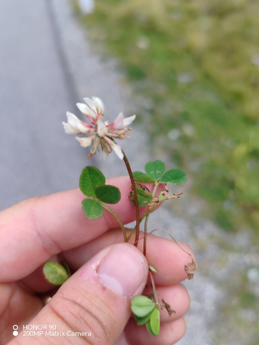 Trifolium pallescens, photograph 2