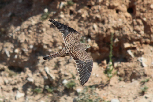 Eurasian Kestrel