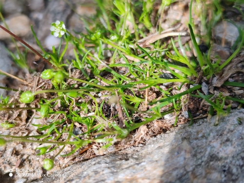 Sagina saginoides, photograph 4