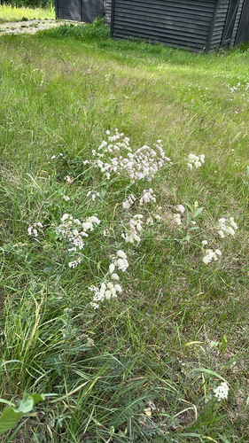 bladder campion
