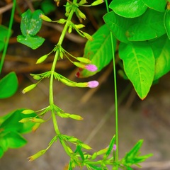 Clinopodium arkansanum, photograph (c) Michelle W. （鍾偉瑋）, some rights reserved (CC BY)