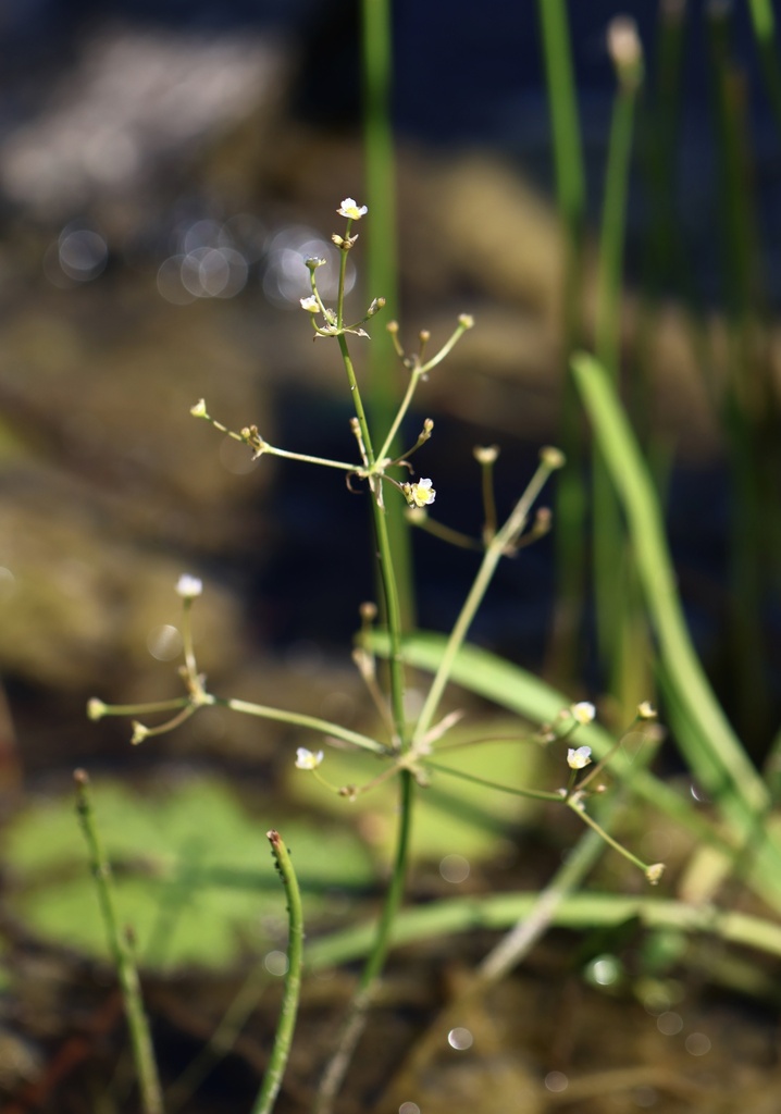 Alisma nanum