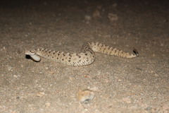 Crotalus cerastes cerastes