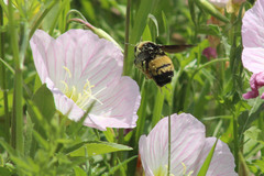 Bombus pensylvanicus