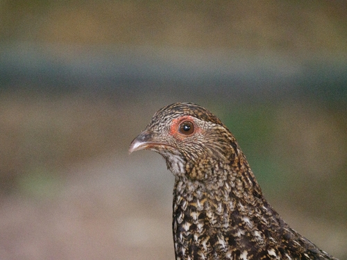 Cabot's Tragopan