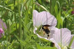 Bombus pensylvanicus