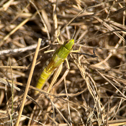 Grashüpfer