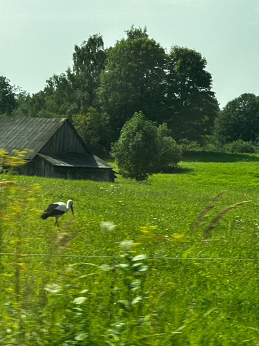 White Stork