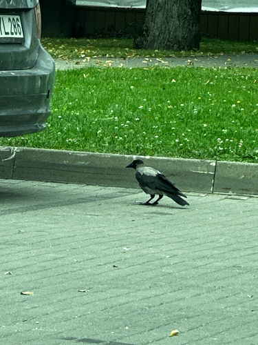 Hooded Crow