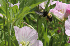 Bombus pensylvanicus