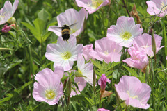 Bombus pensylvanicus