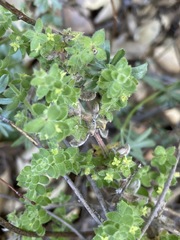 Galium martirense