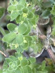Galium martirense