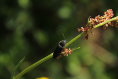 Melanotus punctolineatus