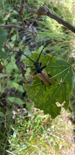Red Pine Longhorn Beetle