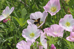 Bombus pensylvanicus