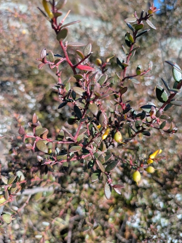 Persoonia asperula