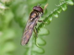 Platycheirus scutatus