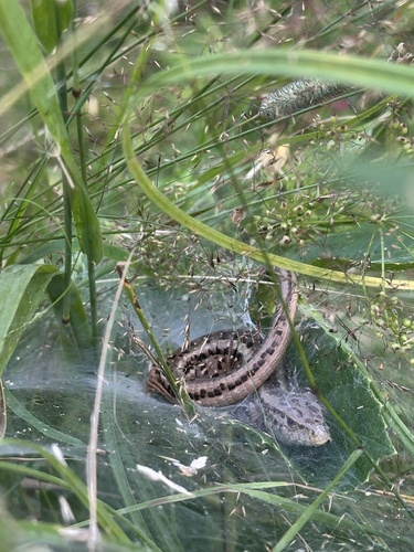Sand Lizard
