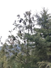 Pinus wallichiana, photograph author not stated, no rights reserved
