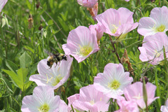 Bombus pensylvanicus