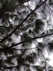 Pinus wallichiana, photograph author not stated, no rights reserved
