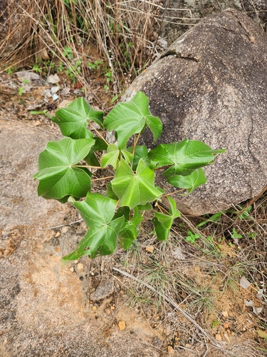 Cochlospermum religiosum, 2026-07-26