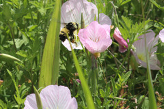 Bombus pensylvanicus