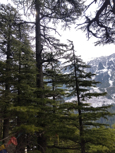 Cedrus deodara, photograph 6